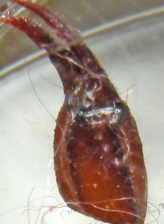 Euscorpius aquilejensis